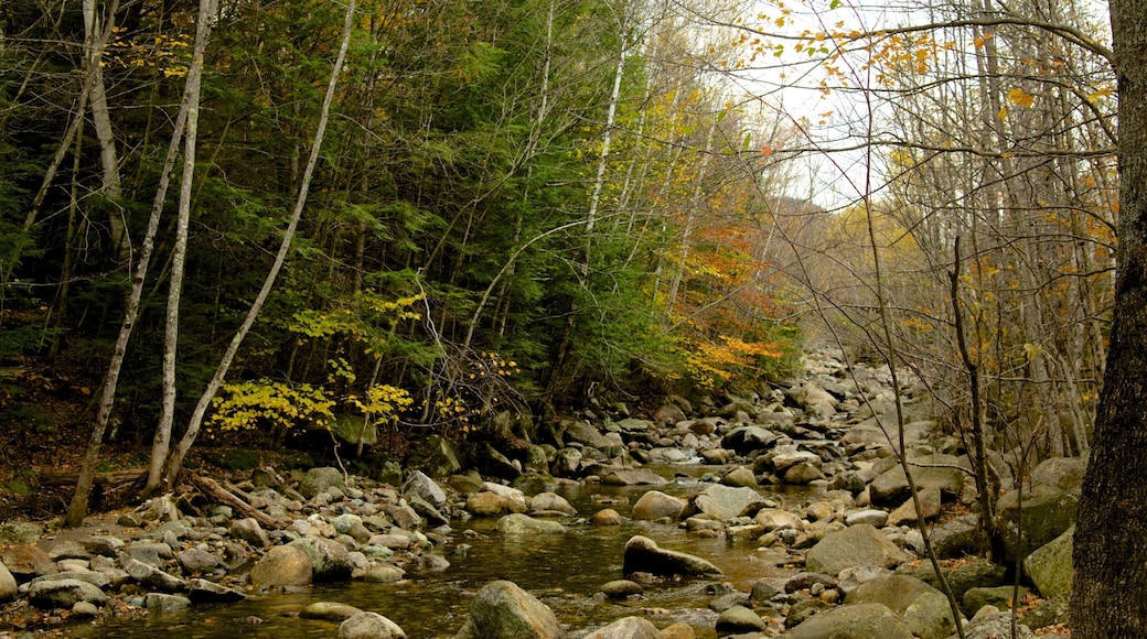Lost River Gorge and Boulder Caves som inkluderar skogar och en Ă„ eller flod