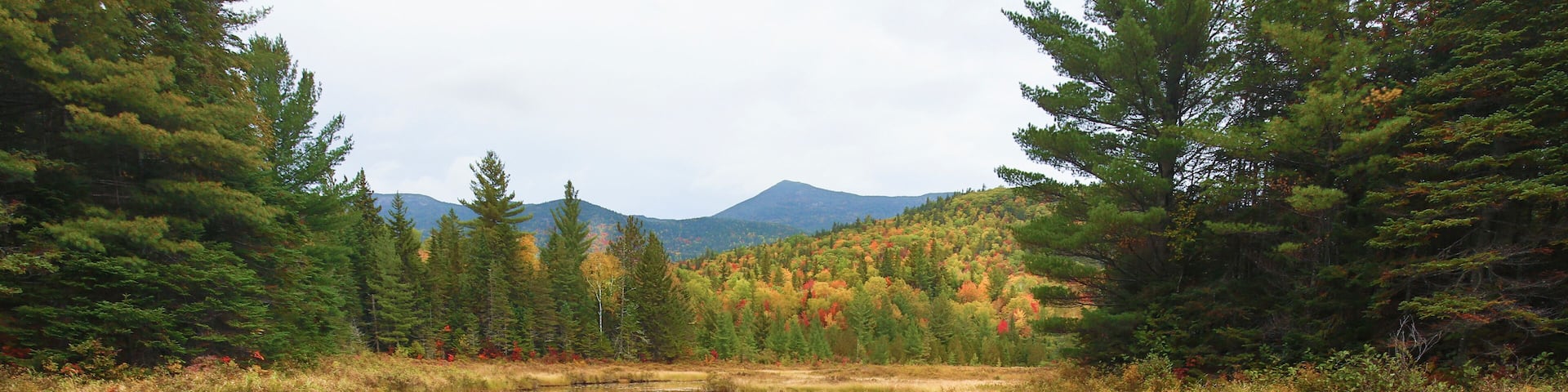 Fall foliage and beaver lodge at Stratton Brook Pond, Maine.