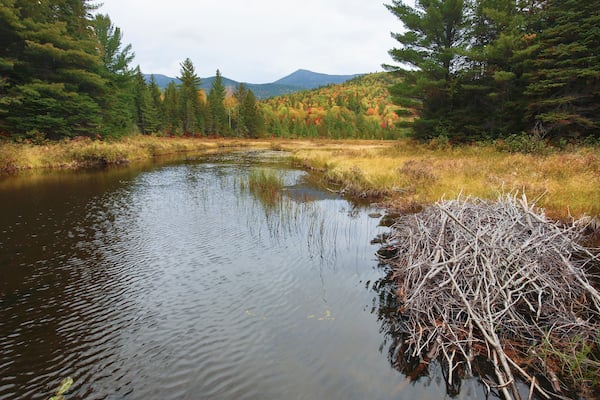 Fall foliage and beaver lodge at Stratton Brook Pond, Maine.