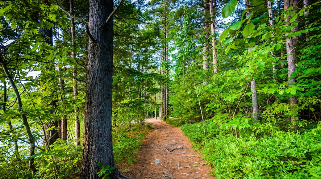 Trail at Ahern State Park, in Laconia, New Hampshire.