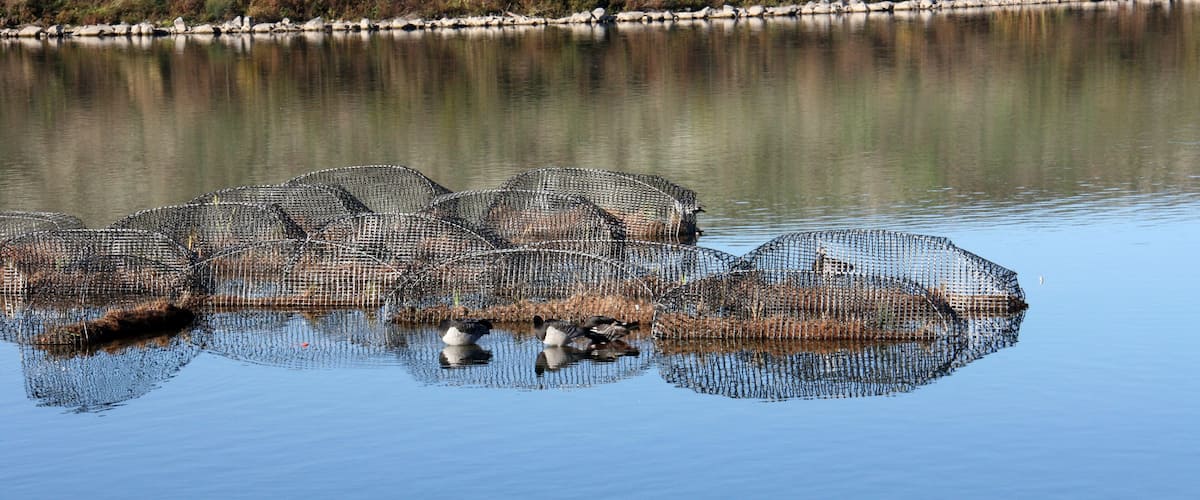 A calm lake with several fishing nets floating on the water.