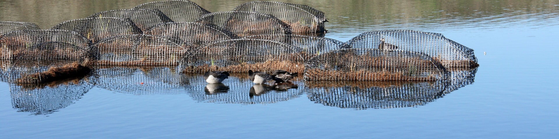 A calm lake with several fishing nets floating on the water.
