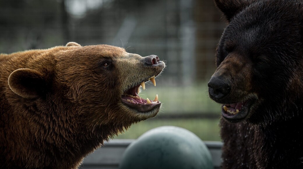 Turpentine Creek Wildlife Refuge featuring zoo animals and dangerous animals