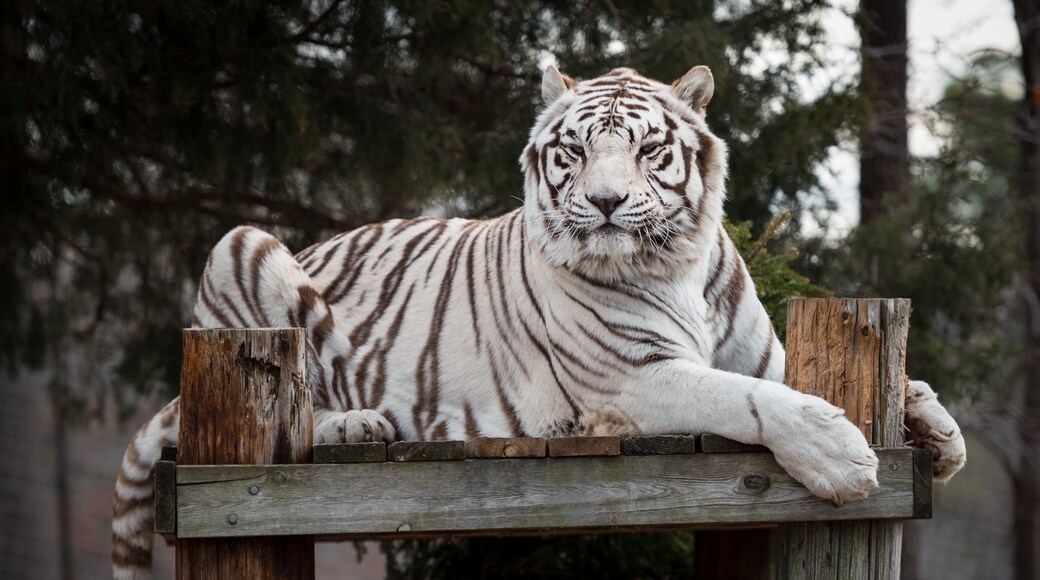 图尔彭蒂尼河野生动物保护区