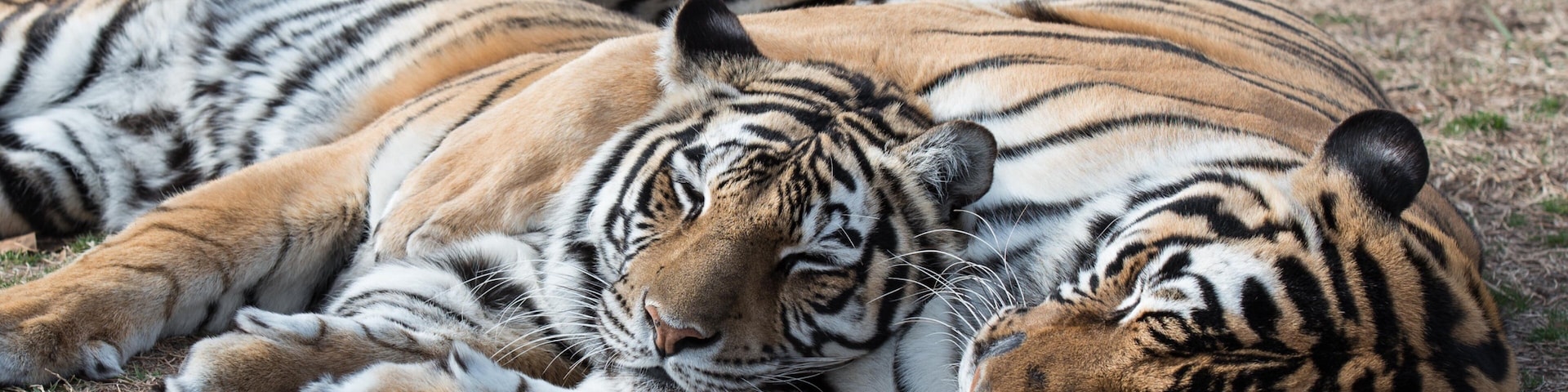 Deux tigres sont allongés sur le sol, entourés d’herbe et de feuilles mortes.