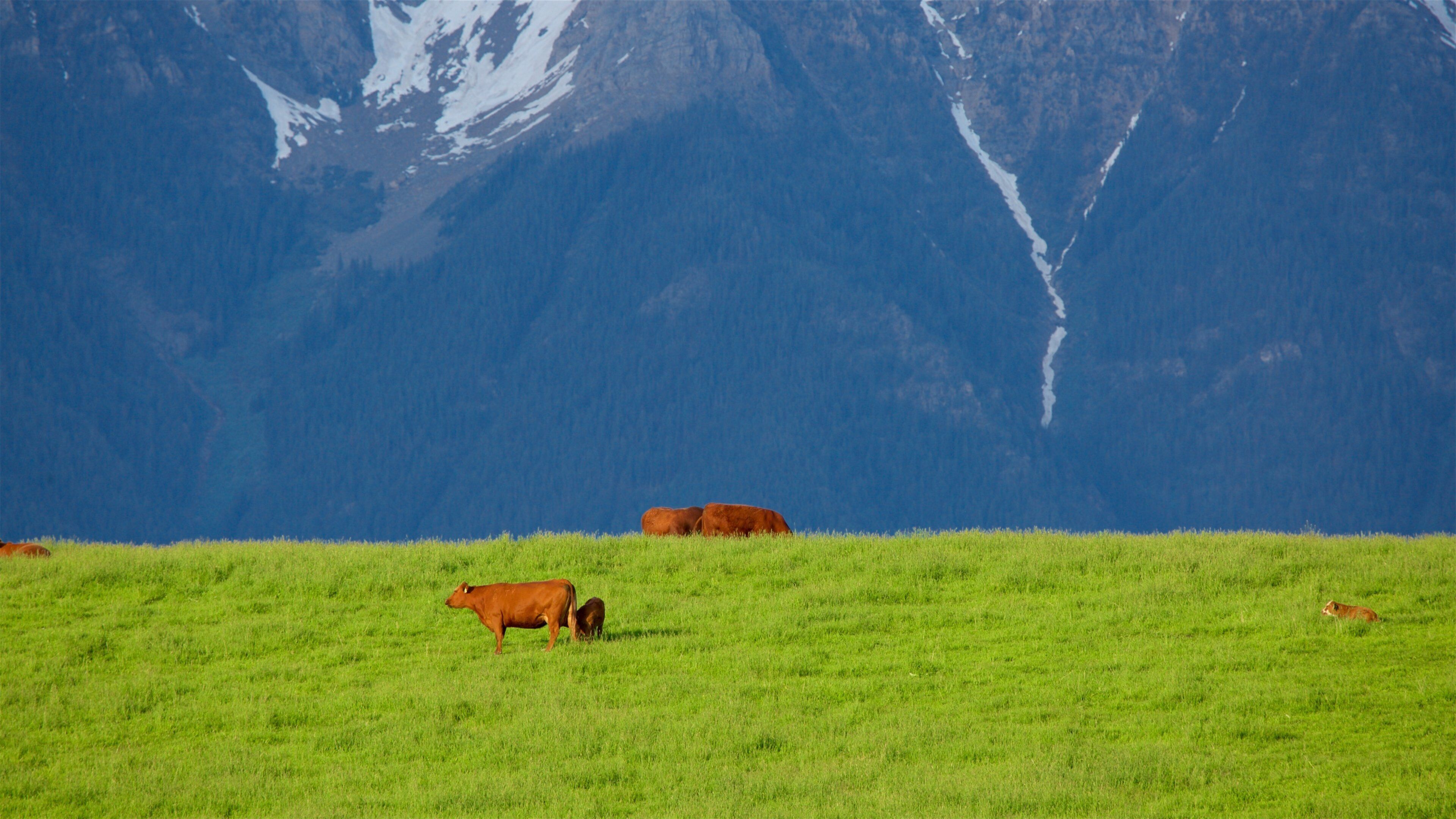 Fort Steele Heritage Town showing mountains, land animals and tranquil scenes