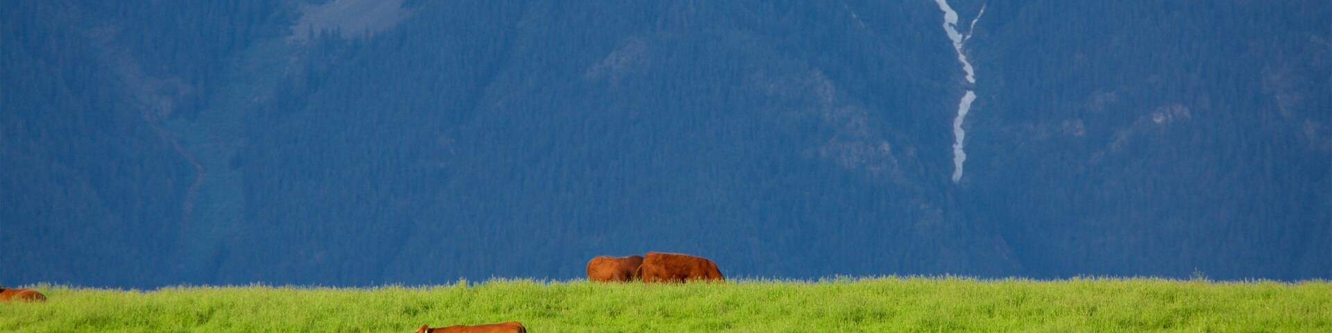 Fort Steele Heritage Town showing mountains, land animals and tranquil scenes