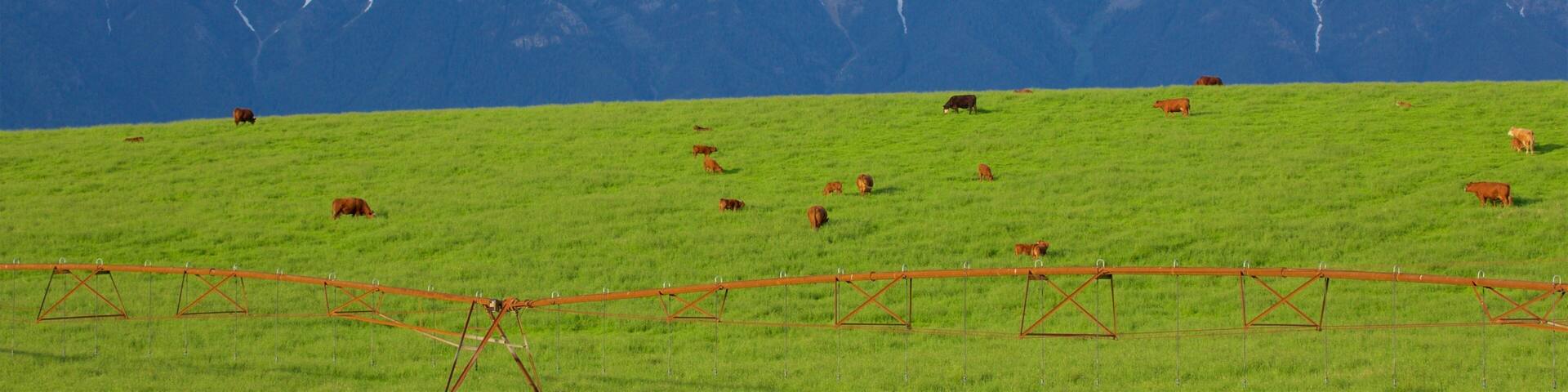 Fort Steele showing land animals, tranquil scenes and mountains