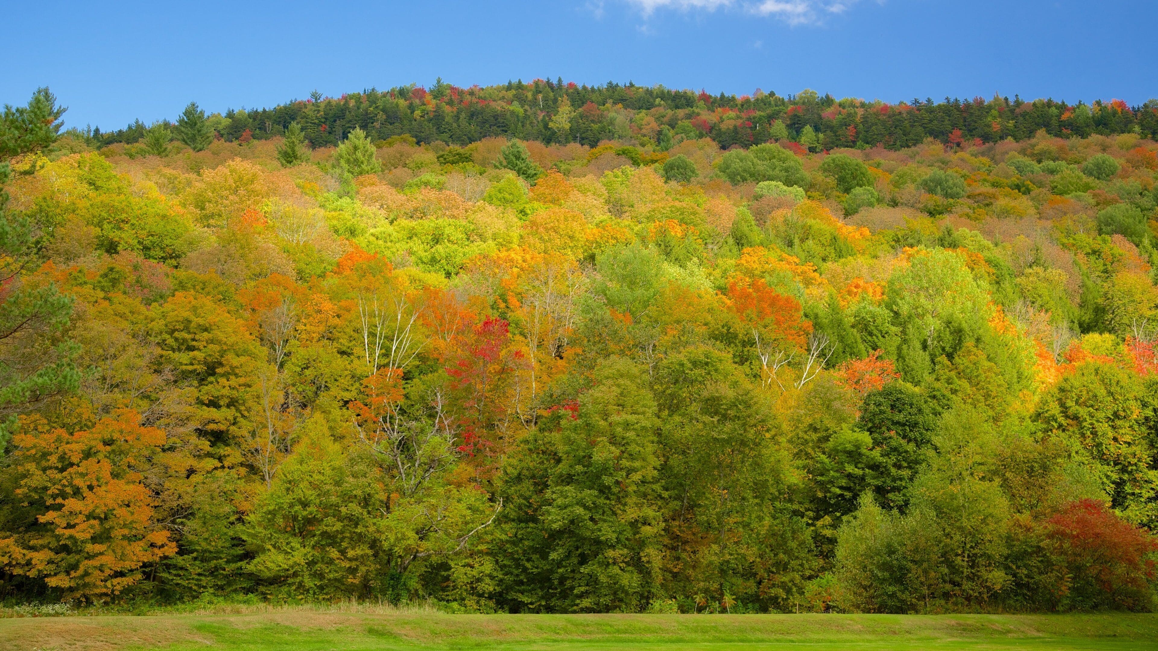 Granville featuring landscape views and forests