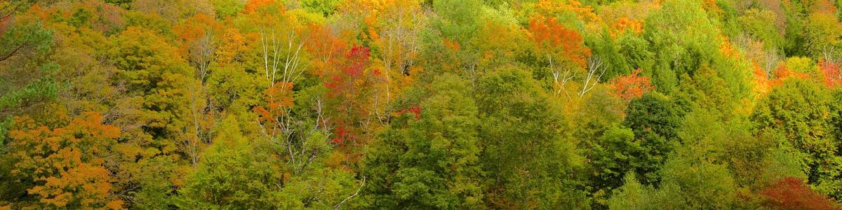 Granville featuring forest scenes and landscape views