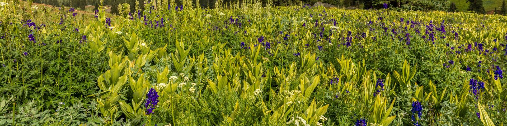 July 20, 2018 - OURAY COLORADO USA - Yankee Boy Basin mountain flowers in bloom, outside of Ouray Colorado