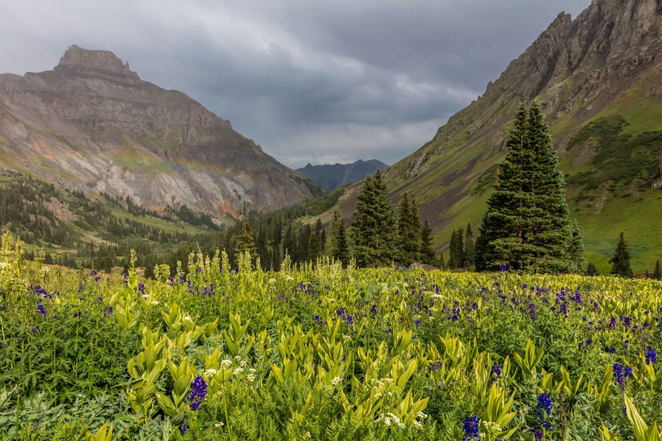 Paisaje montañoso con un valle lleno de flores silvestres y coníferas.