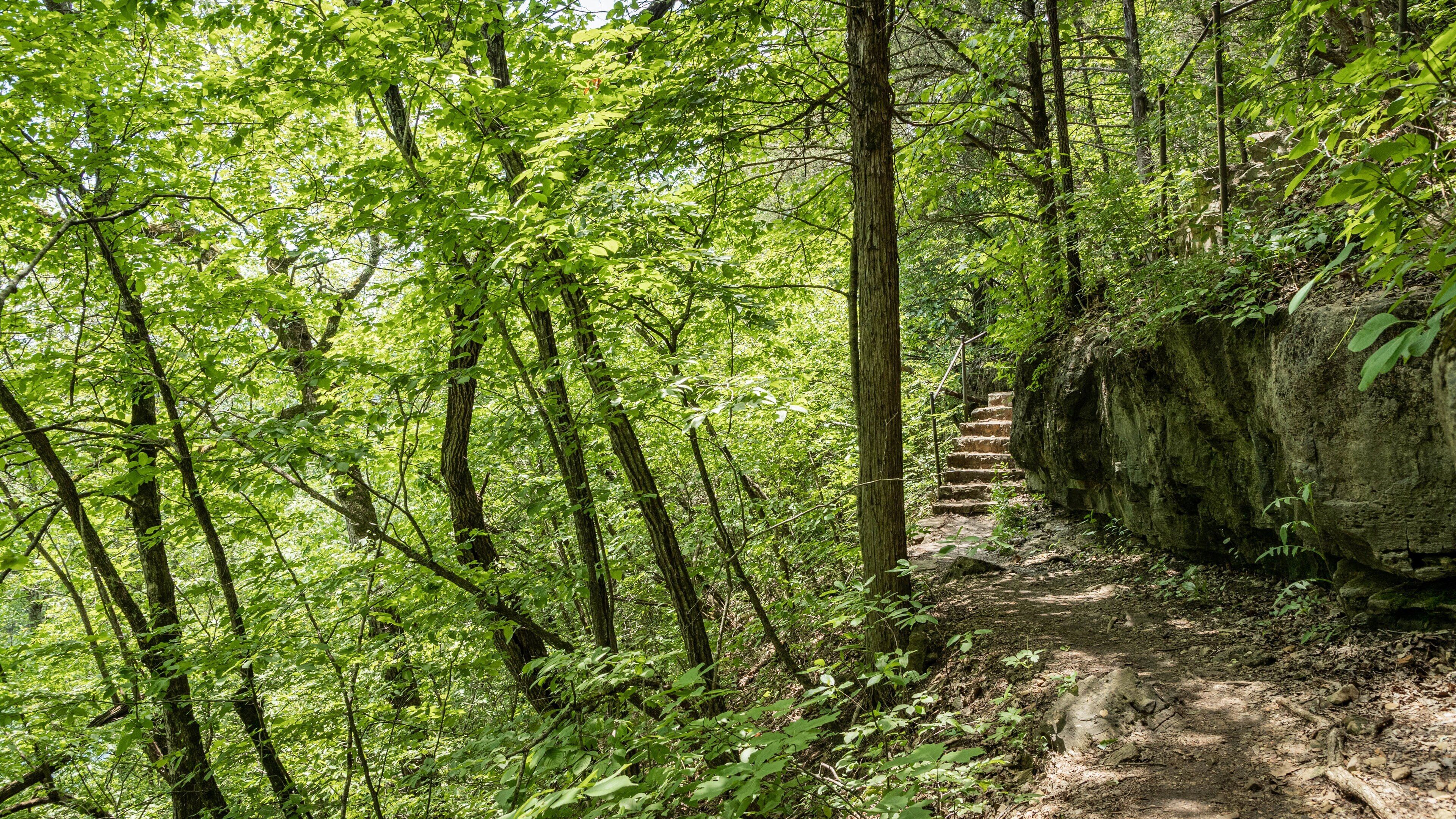 Lakeside Forest Wilderness Area