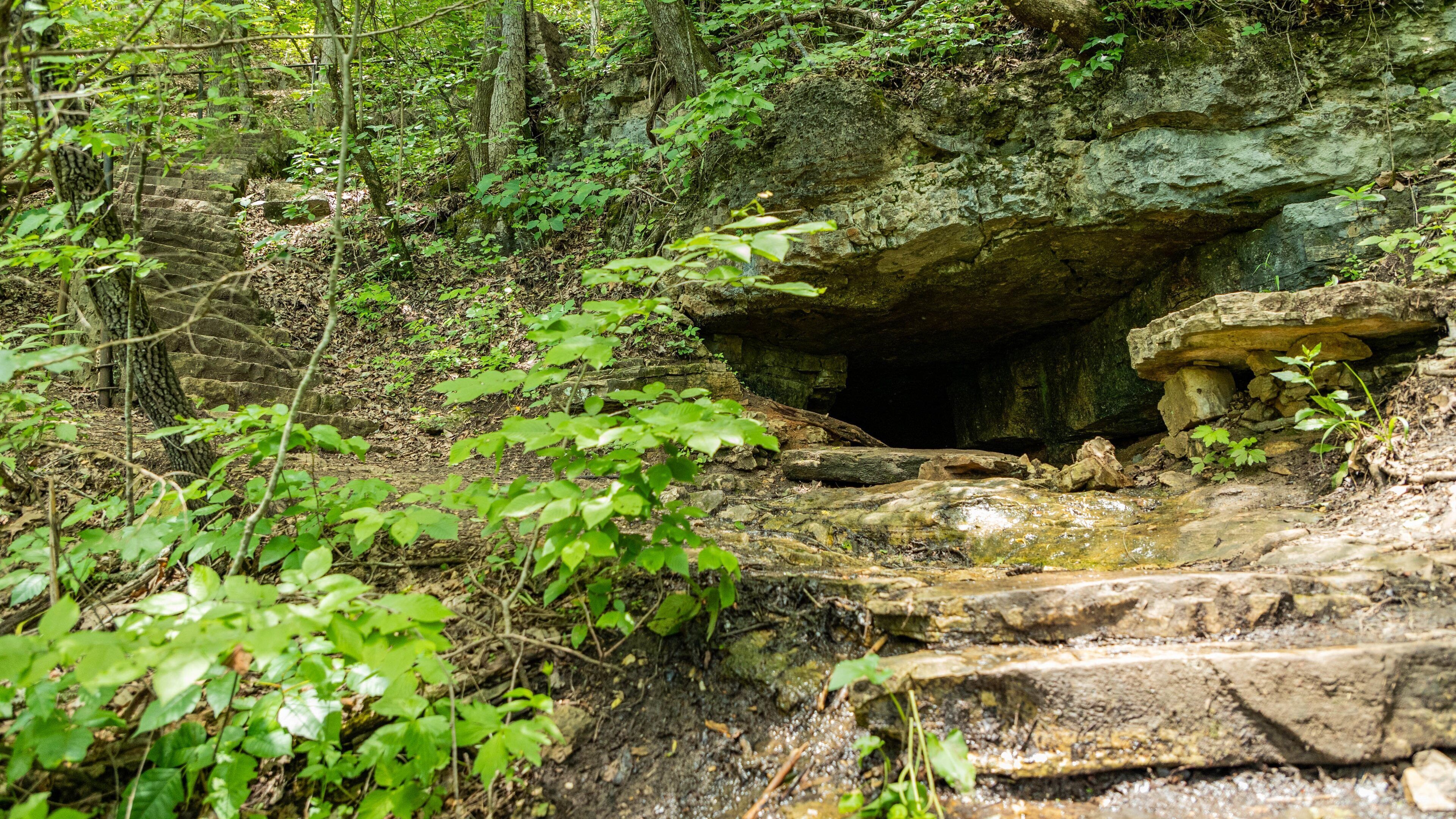 Lakeside Forest Wilderness Area
