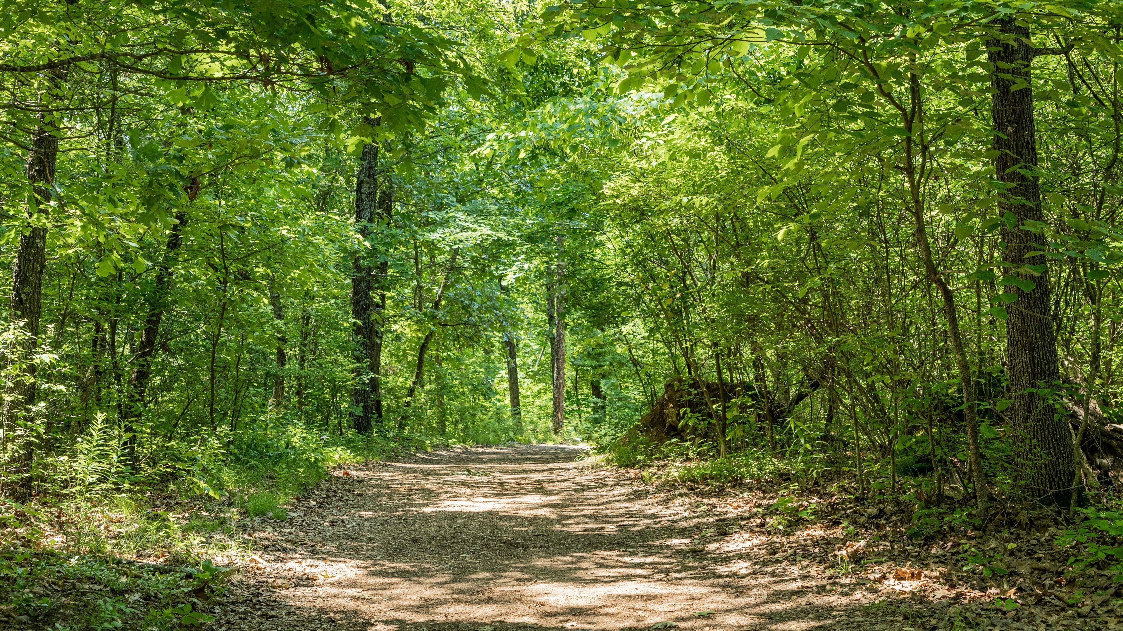 Lakeside Forest Wilderness Area