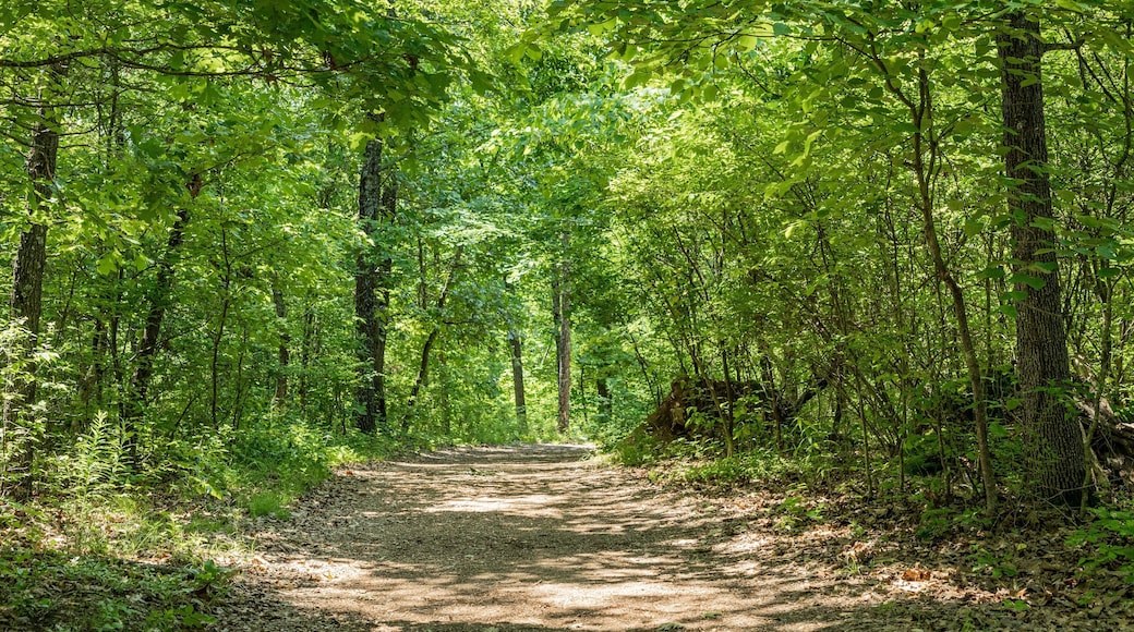 Lakeside Forest Wilderness Area
