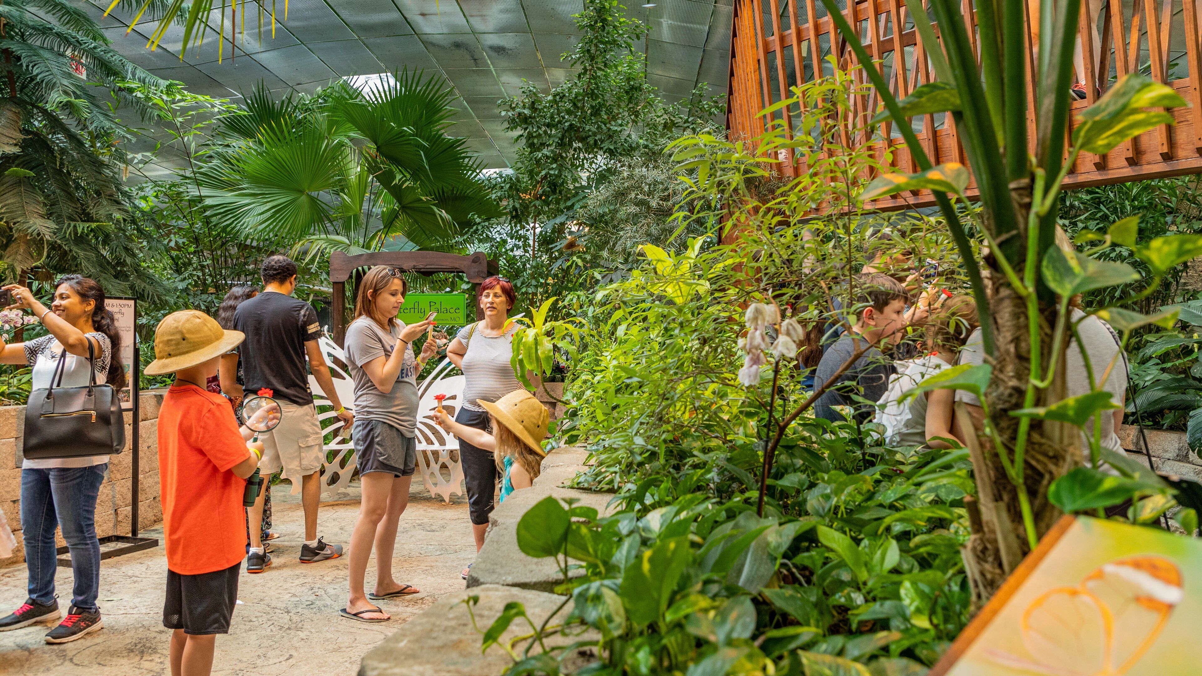 The Butterfly Palace