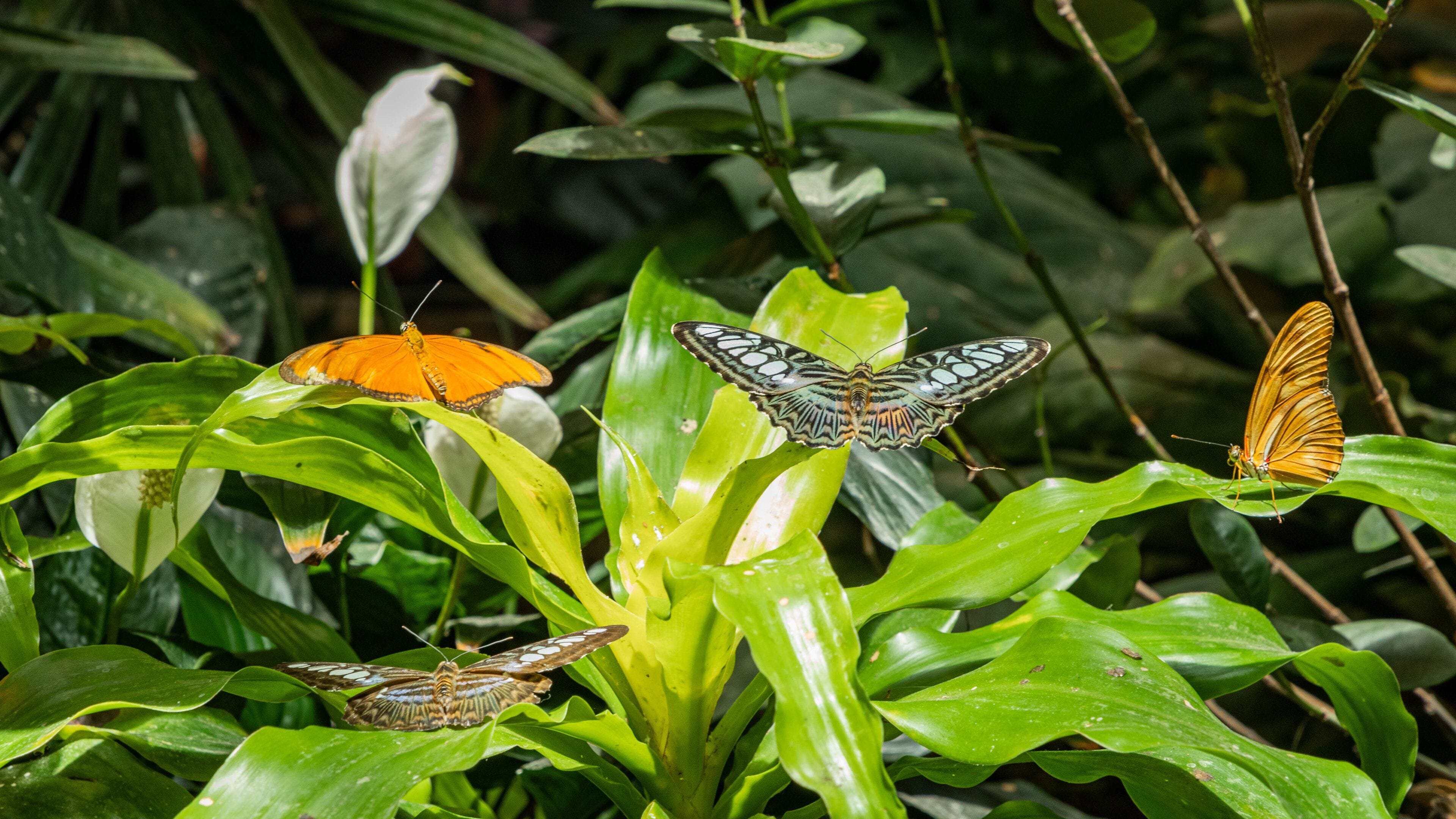 The Butterfly Palace