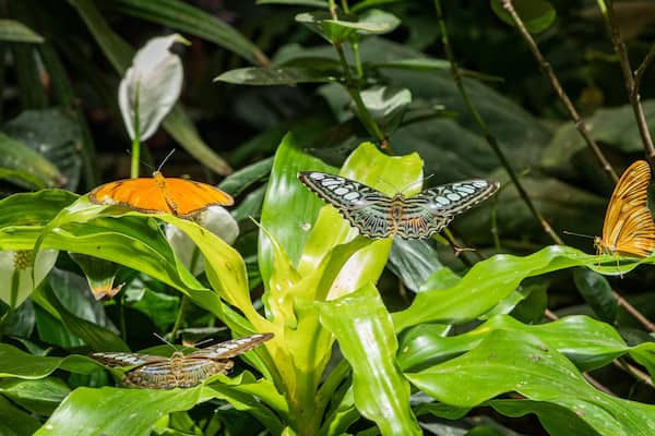 The Butterfly Palace