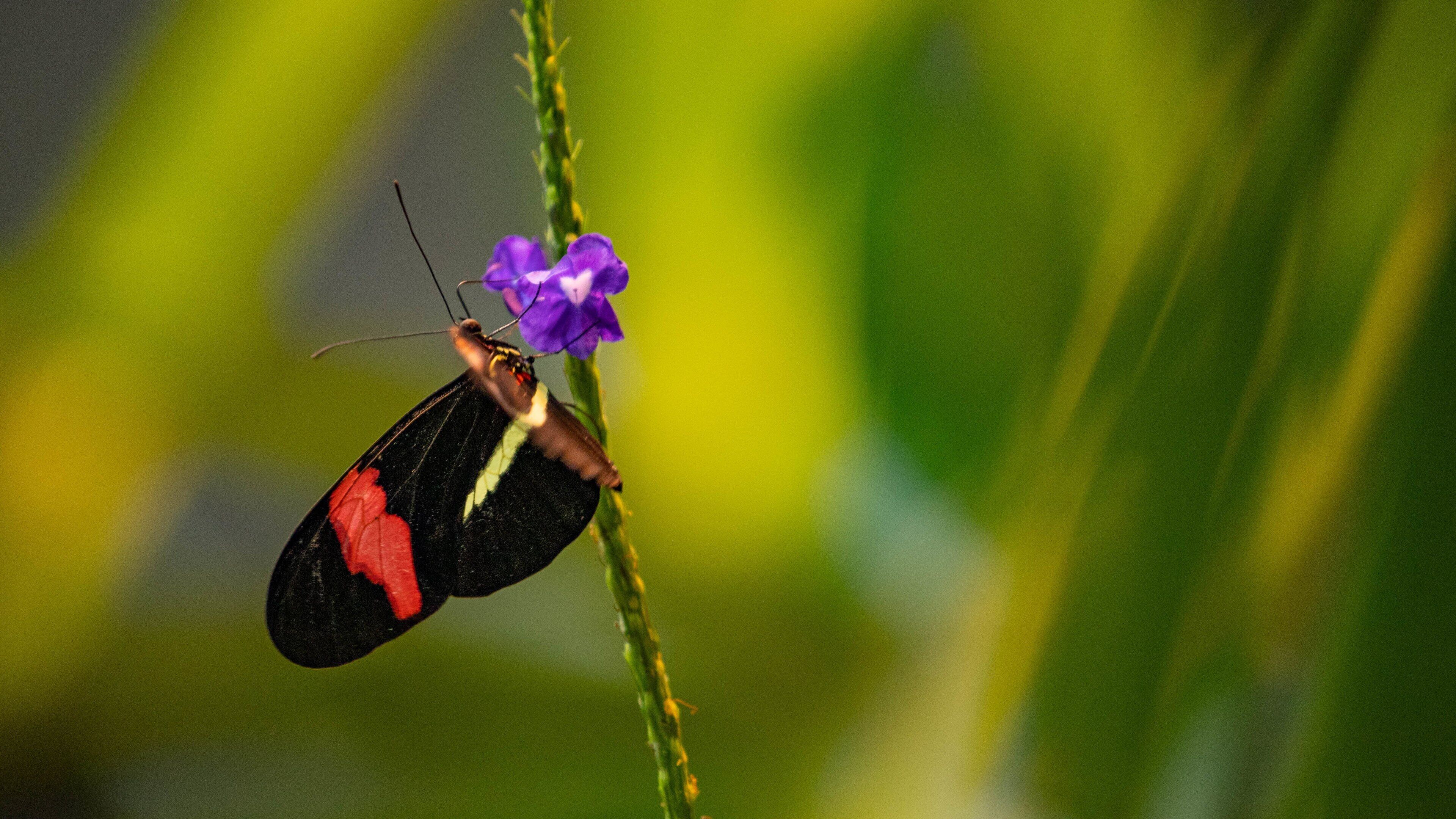 The Butterfly Palace