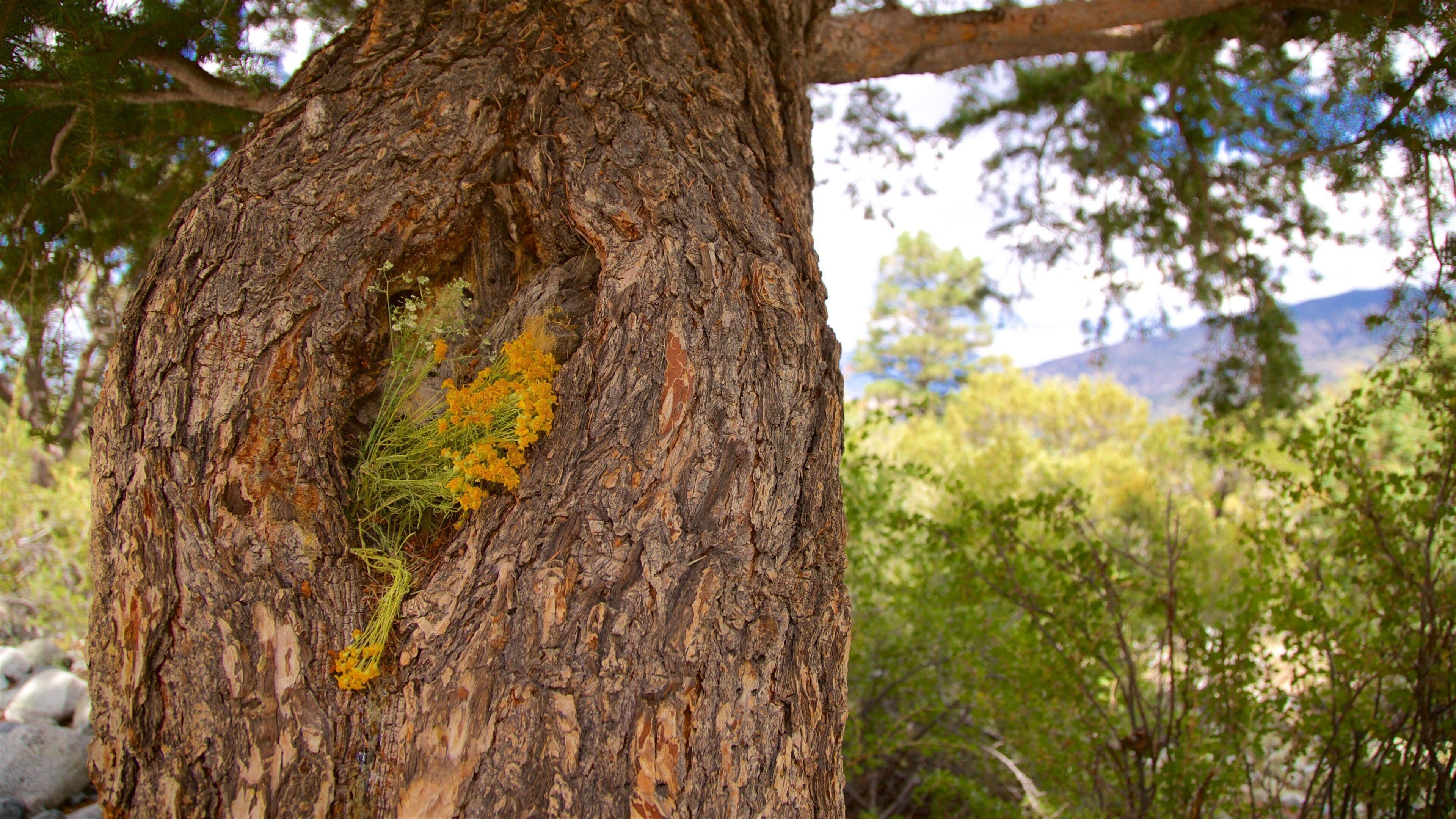 Zapata Falls featuring wildflowers