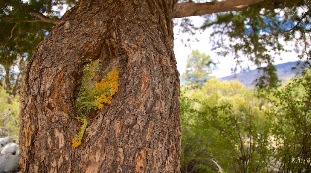 Zapata Falls which includes wild flowers