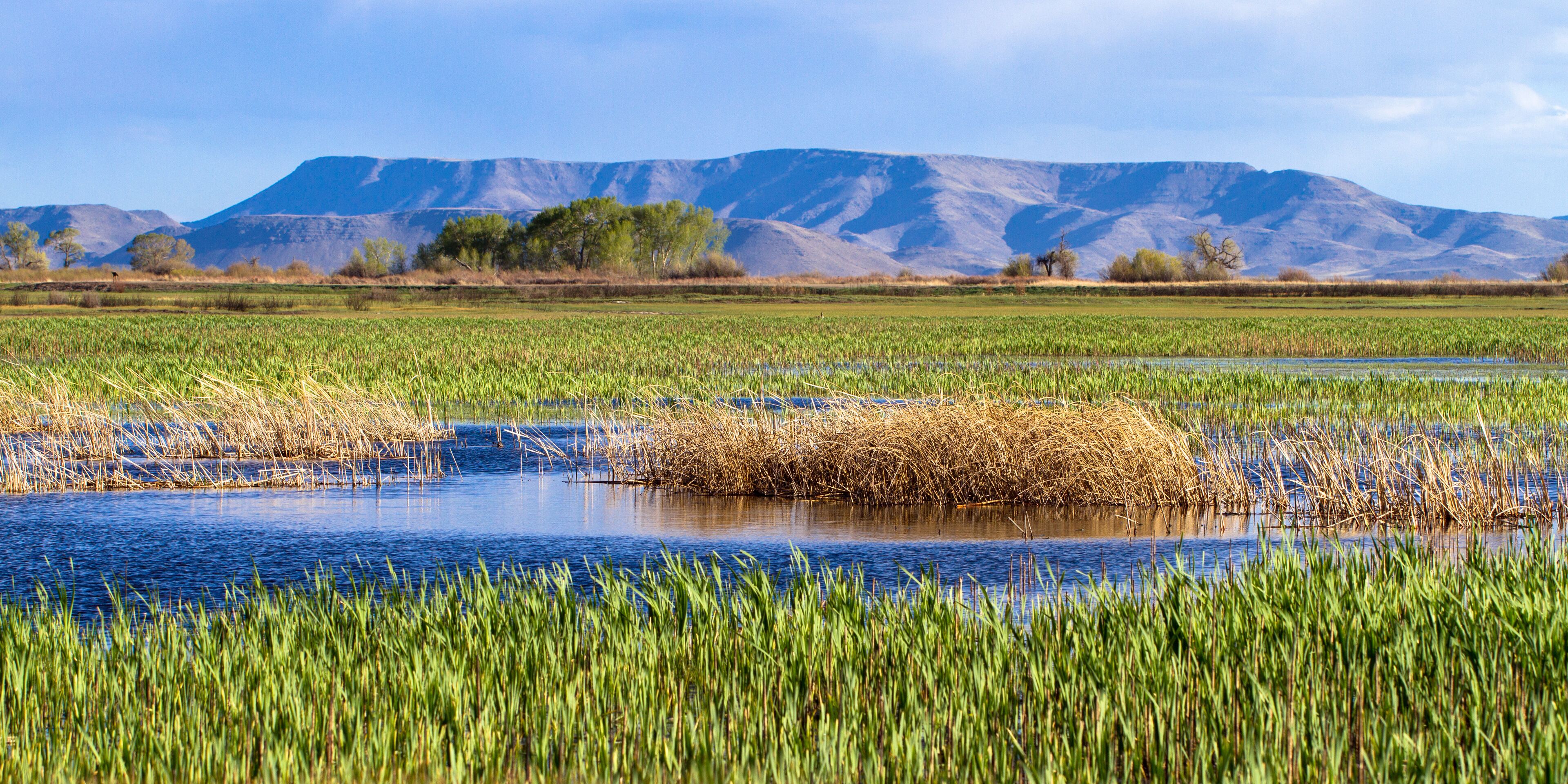 The beautiful marsh in Alamosa National Wildlife Refuge at the edge of the Sangre de Cristo range of the Rocky Mountains in southern Colorado
