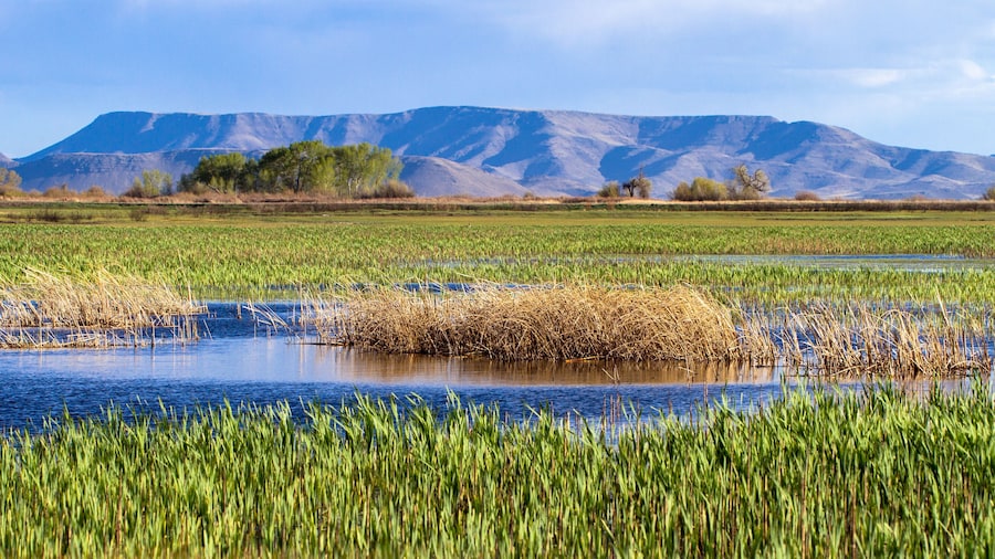 Réserve naturelle Alamosa National Wildlife Refuge