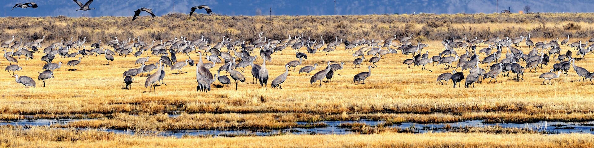 Sandhill Crane (Grus canadensis),Monte Vista National Wildlife Refuge, Monte Vista, Colorado
