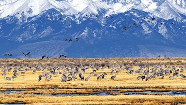 Sandhill Crane (Grus canadensis),Monte Vista National Wildlife Refuge, Monte Vista, Colorado