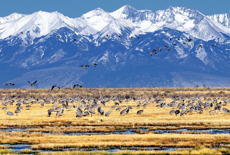 Sandhill Crane (Grus canadensis),Monte Vista National Wildlife Refuge, Monte Vista, Colorado