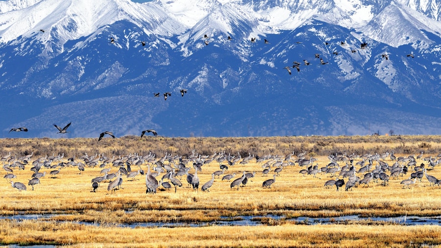 Réserve naturelle Monte Vista National Wildlife Refuge