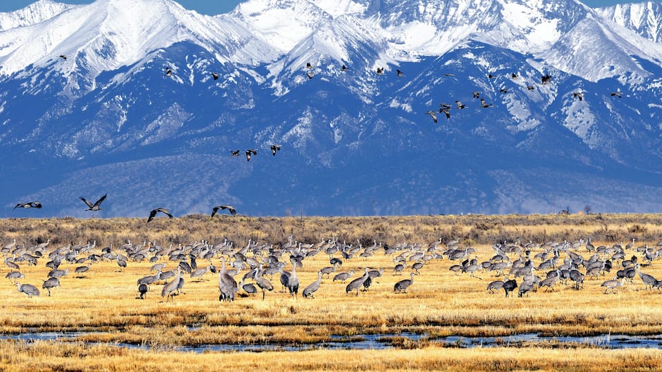 A flock of birds in a wetland with snow-capped mountains in the background.