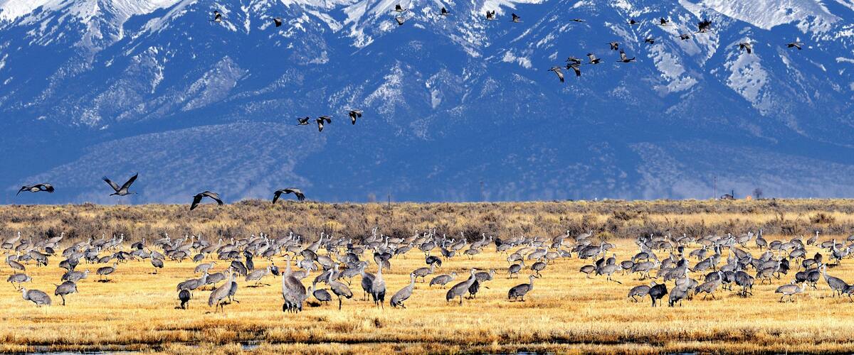 Sandhill Crane (Grus canadensis),Monte Vista National Wildlife Refuge, Monte Vista, Colorado