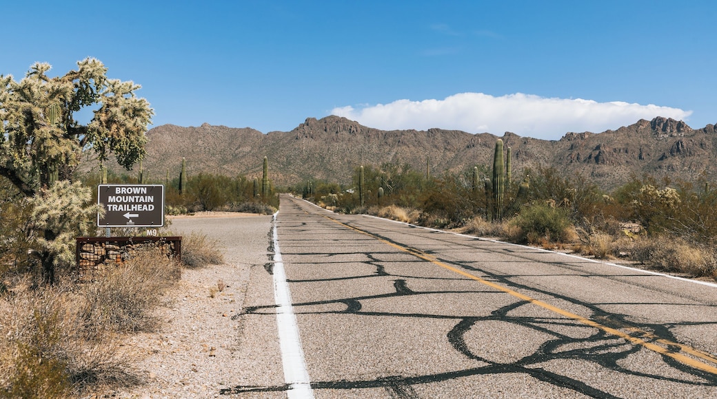 Une route avec un panneau indiquant le point de départ du sentier de Brown Mountain, entourée de cactus et de montagnes.