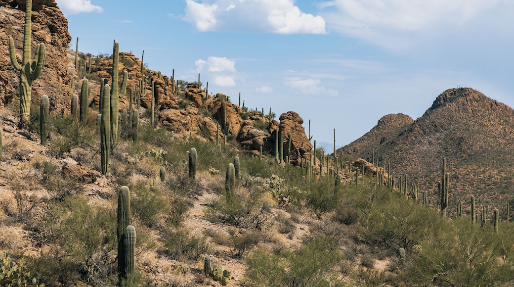 Un paysage désertique avec de grands cactus et des collines rocheuses.