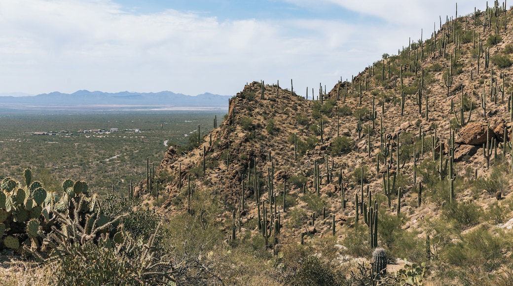 Un paysage désertique, avec des cactus et une chaîne de montagnes à l’horizon.