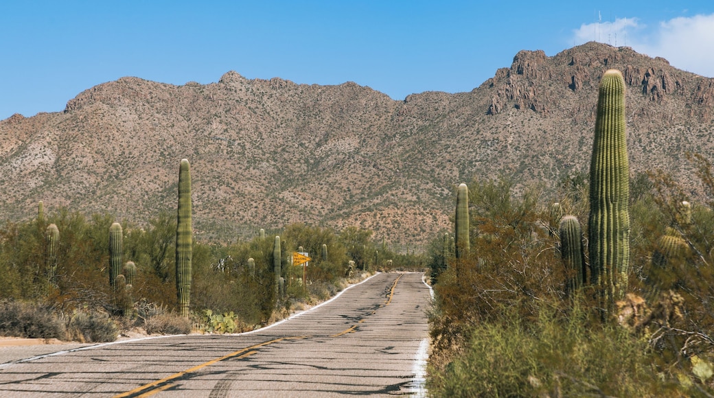 Une route bordée de cactus, avec une montagne en arrière-plan.