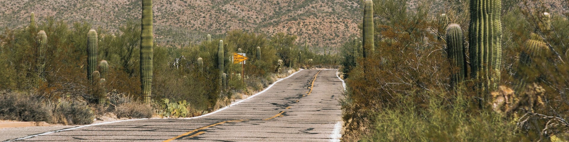 A road with cacti and a mountain in the background.