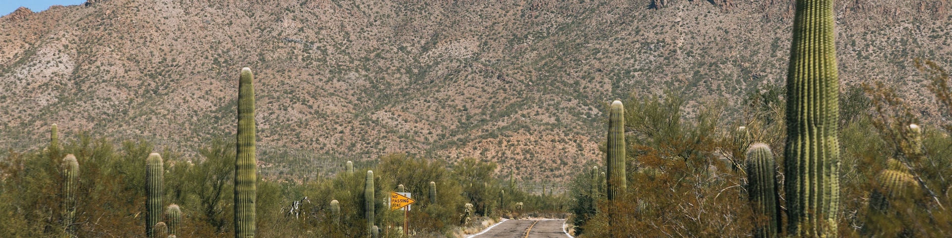 A road with cacti and a mountain in the background.