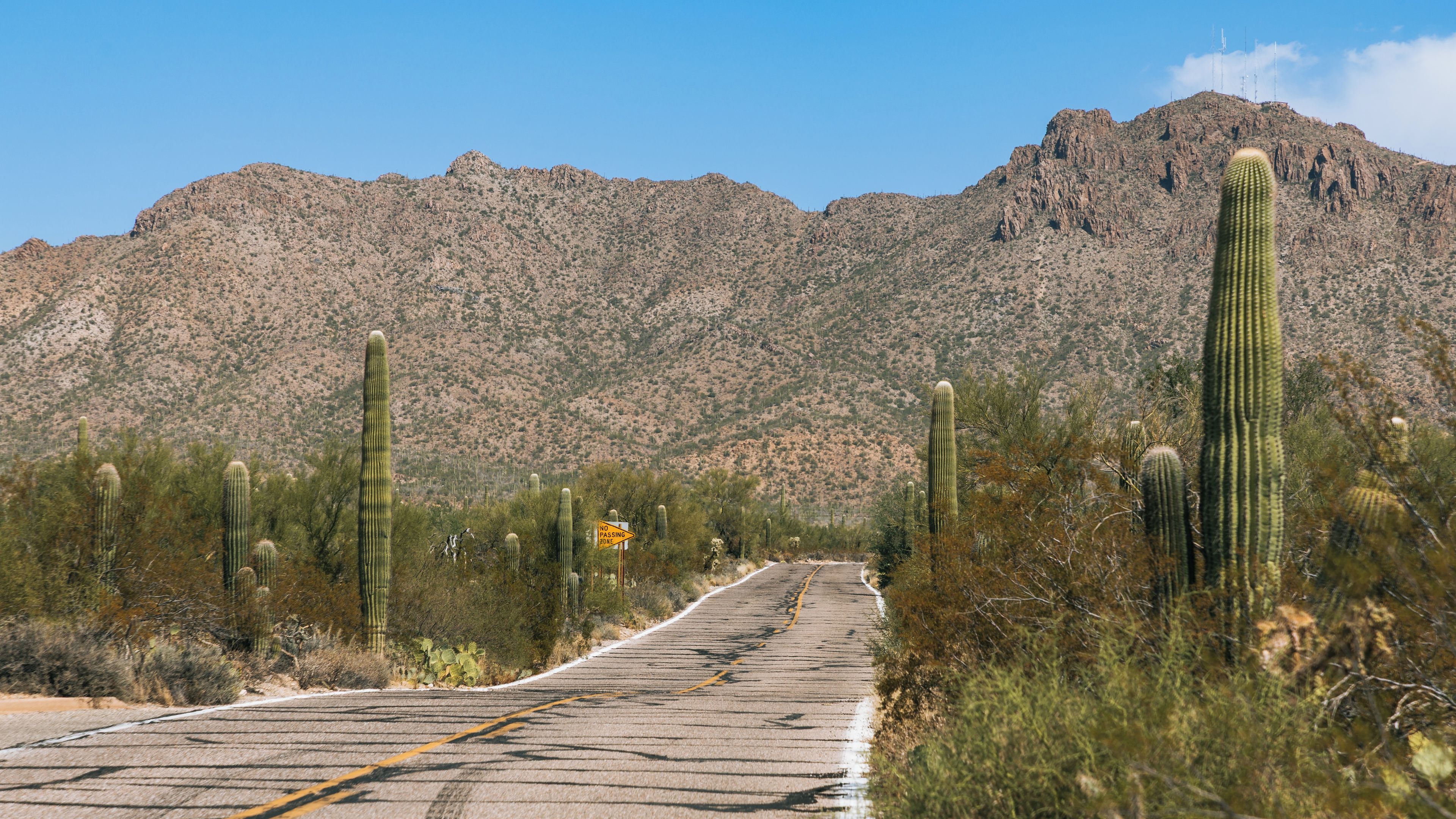 A road with cacti and a mountain in the background.