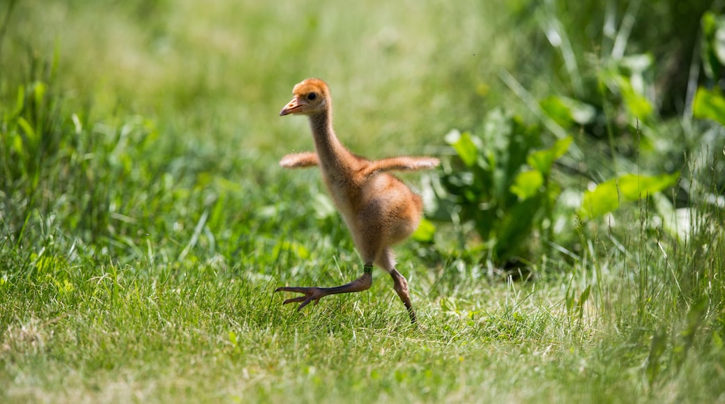 Fundación International Crane Foundation