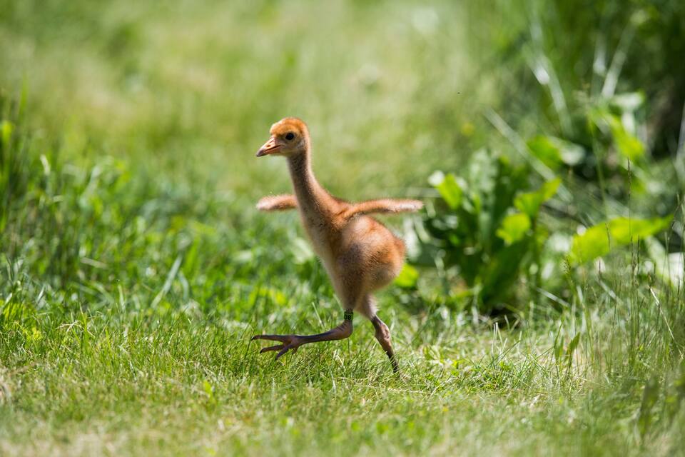 A young bird running through a grassy field.