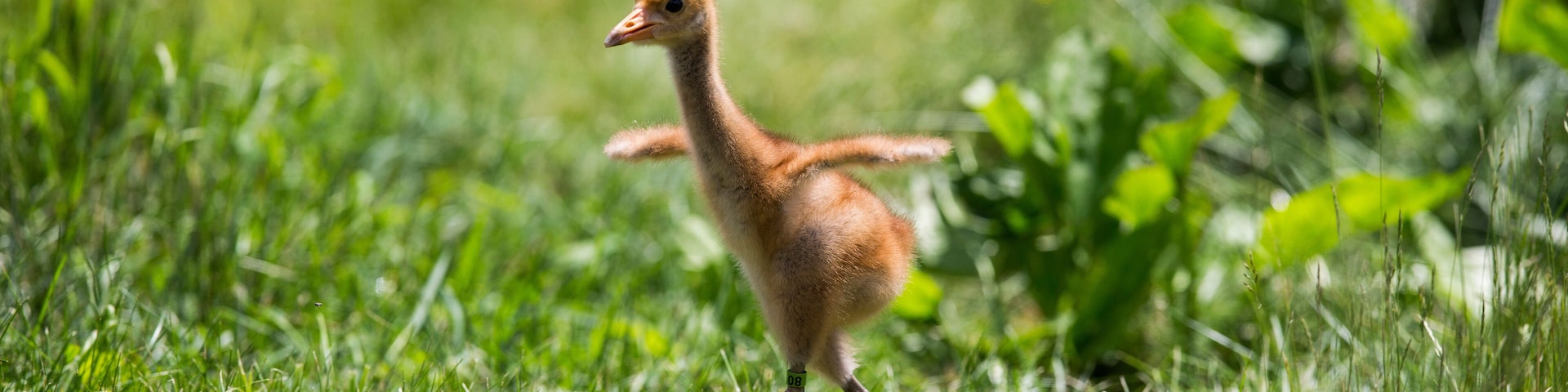 Whooping Crane reintroduction, Direct Autumn Release