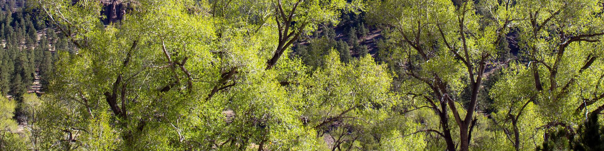 Early morning light in spring brightens trees in Coller State Wildlife Area, located along the Rio Grande and the road to Creede in the San Juan Mountains of southern Colorado