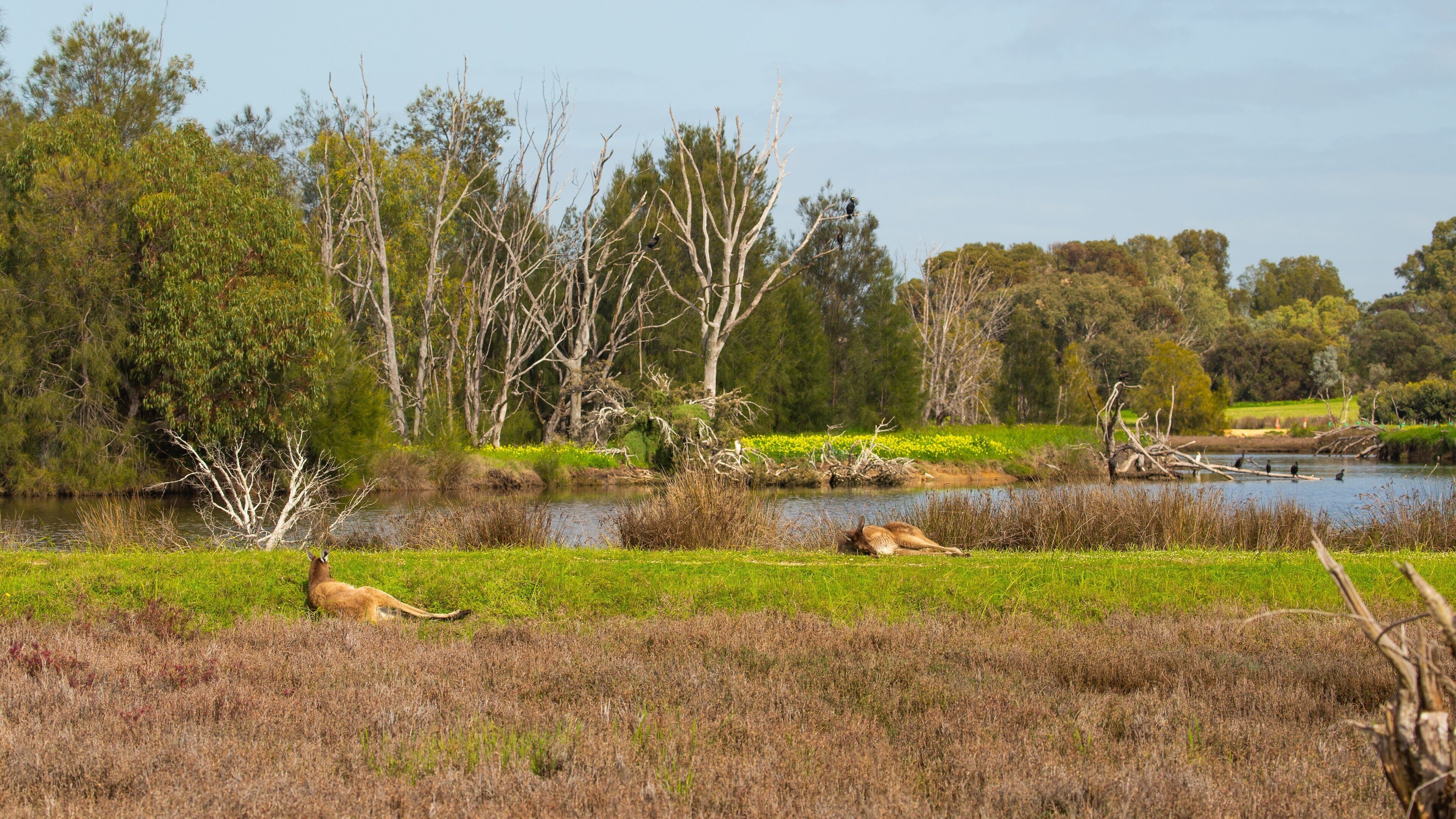 Heirisson Island featuring a river or creek, cuddly or friendly animals and land animals