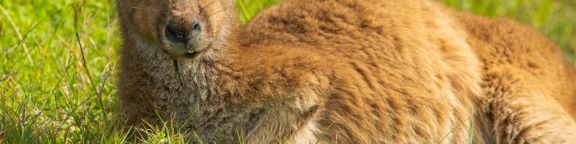 Heirisson Island which includes cuddly or friendly animals