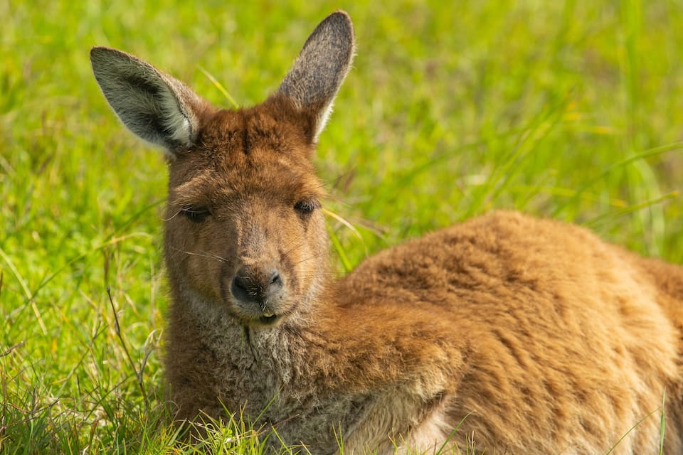 Un canguro descansando en un campo cubierto de hierba.