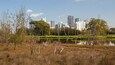 Een stadsbeeld met moderne wolkenkrabbers, een park met bomen, en een waterpartij op de voorgrond.