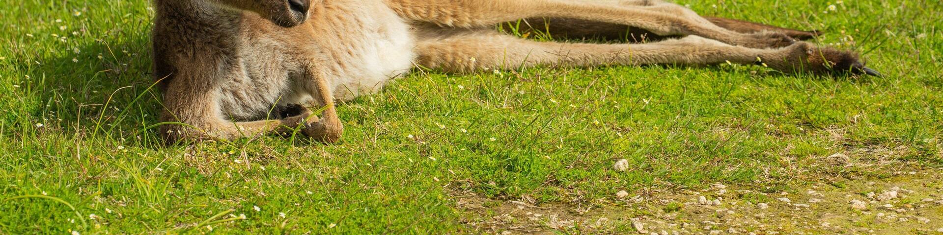 A kangaroo lying on grass.